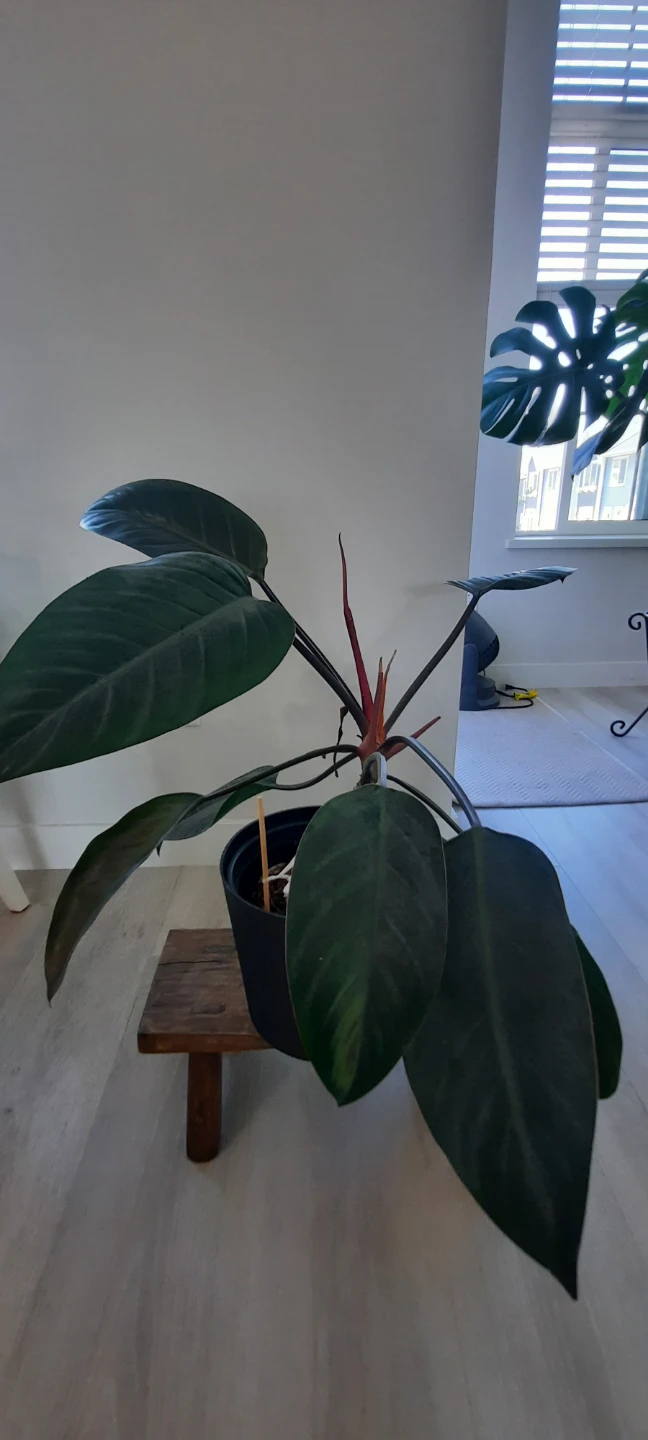 Philodendron Plant