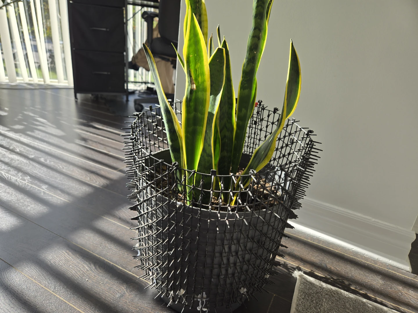 Snake Plant in Decorative Pot