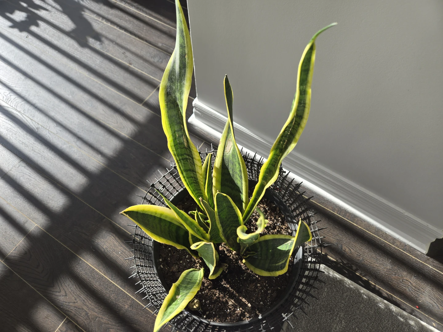 Snake Plant in Decorative Pot - photo 2