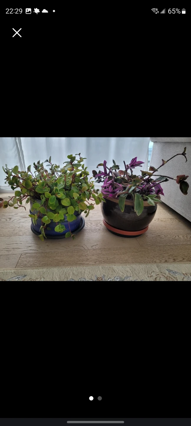 Two big Potted Plants
