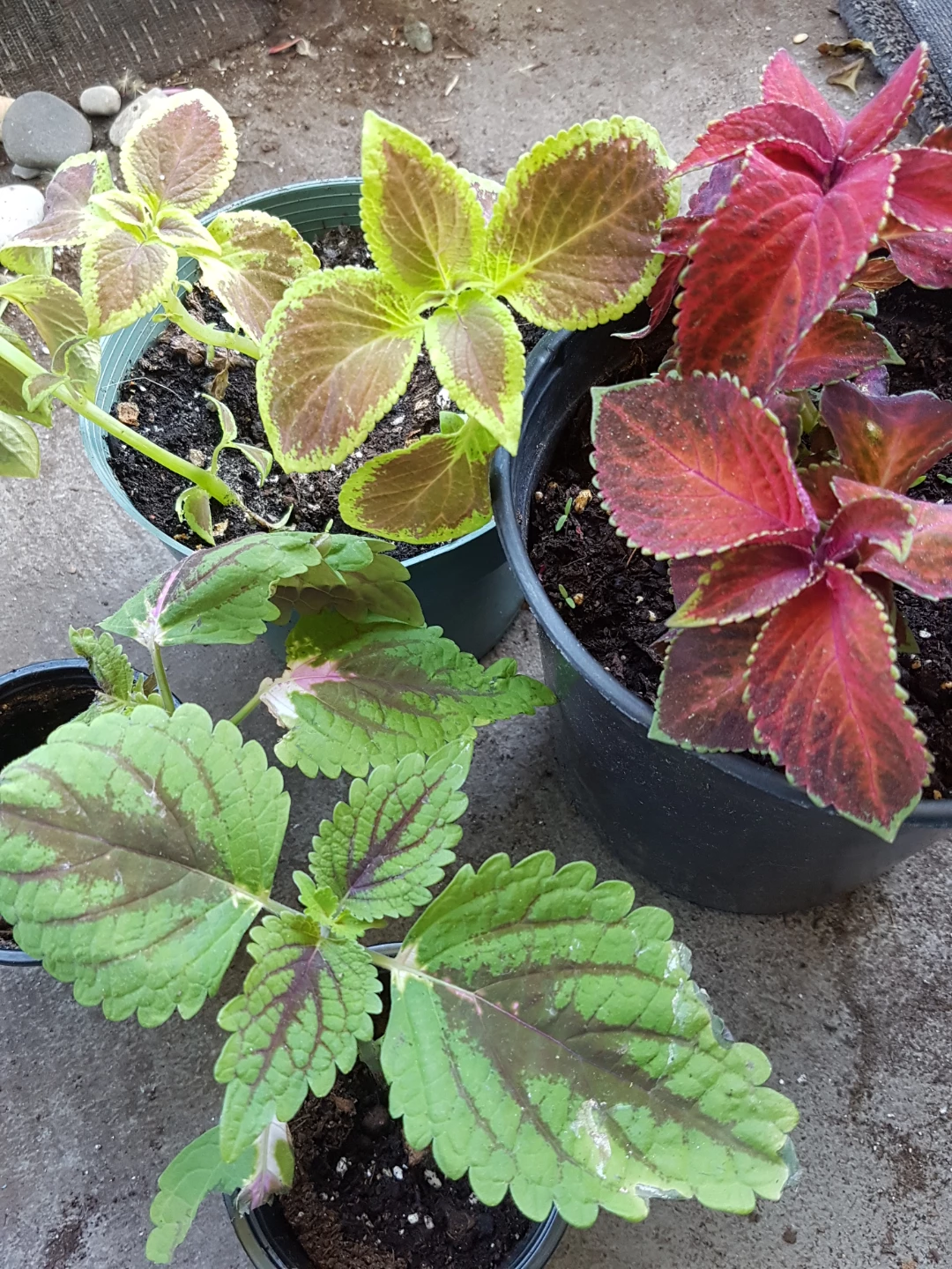 Coleus plants in pots