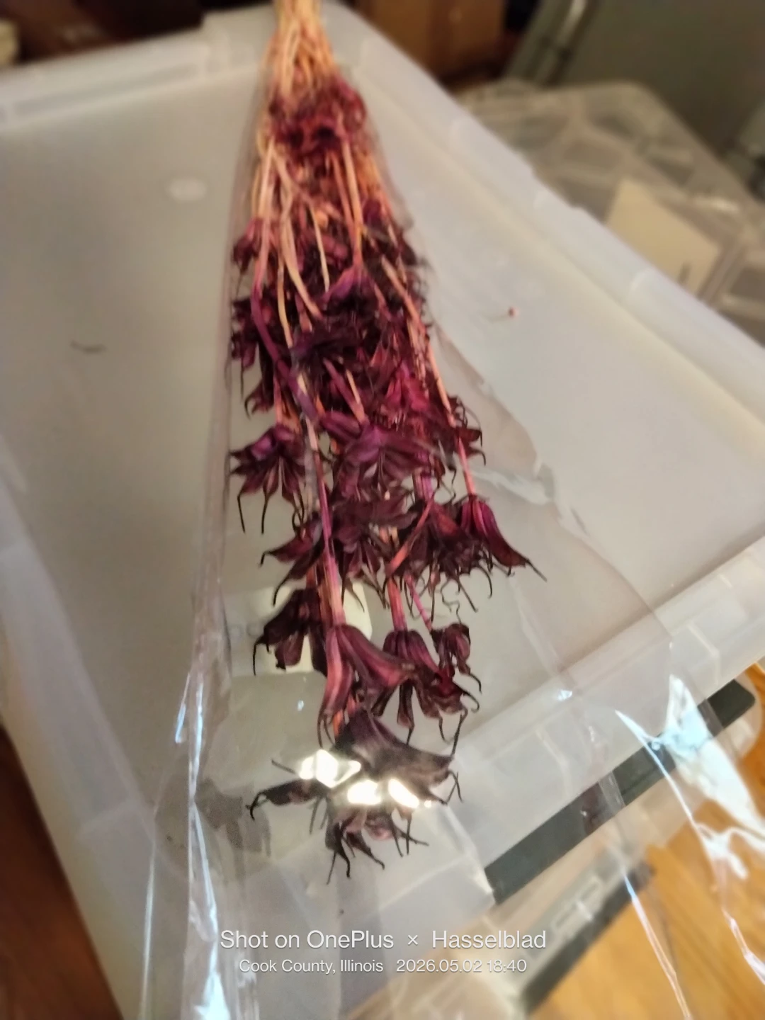 Dried Flowers Bunch