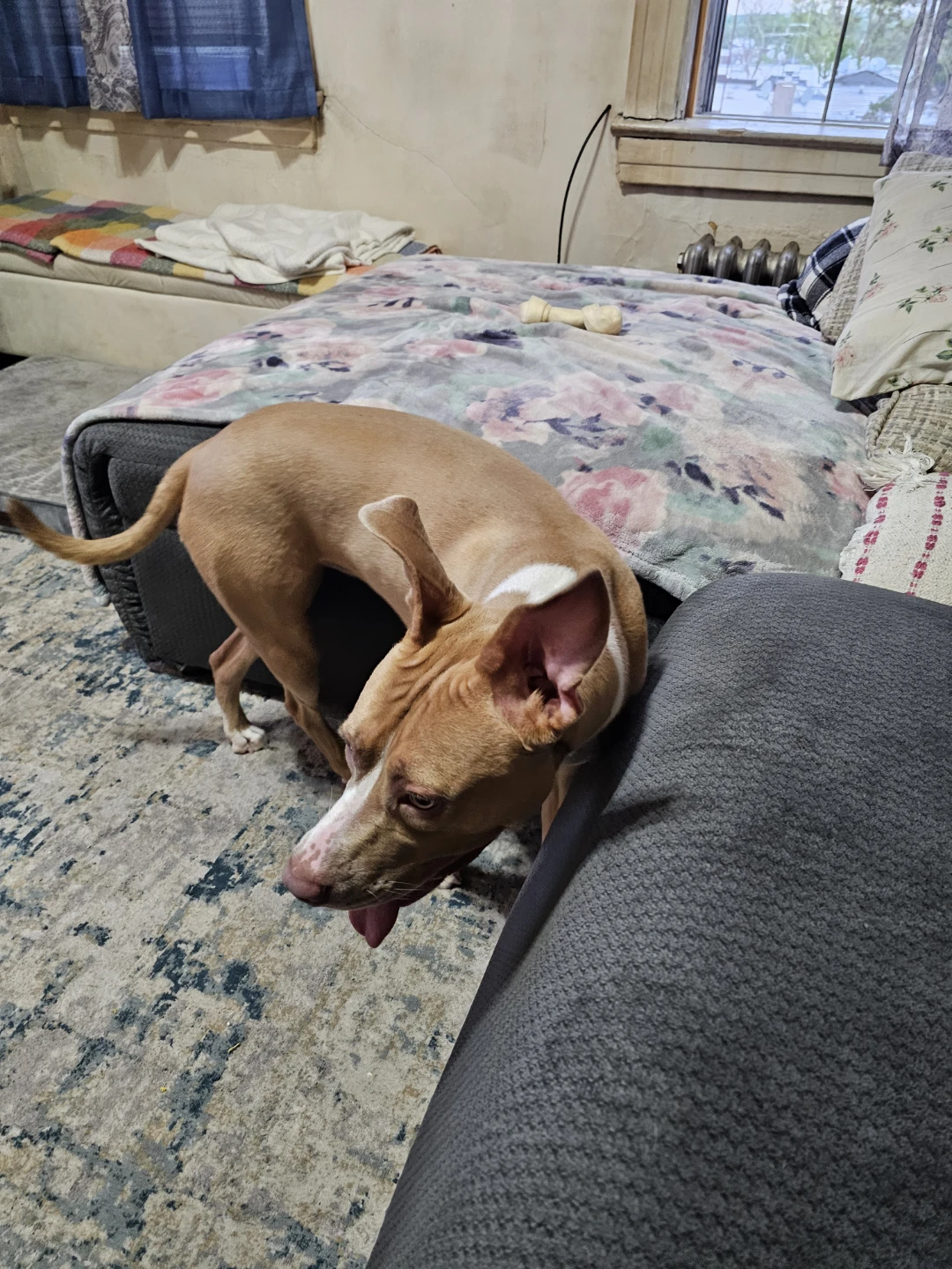 Free couch one year old