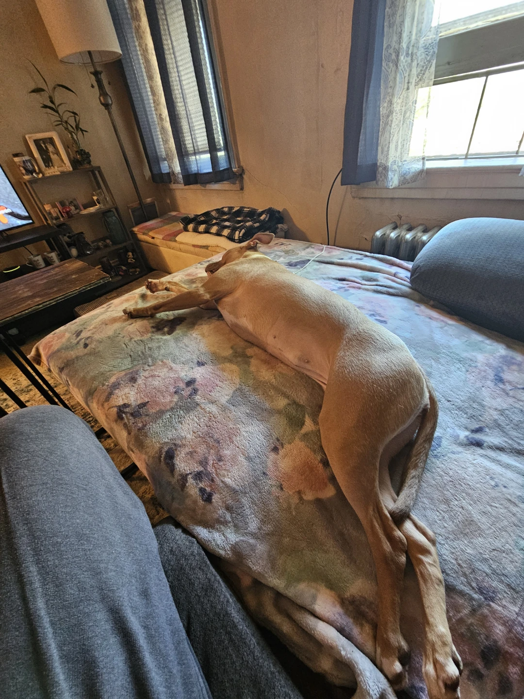 Free couch one year old - photo 3