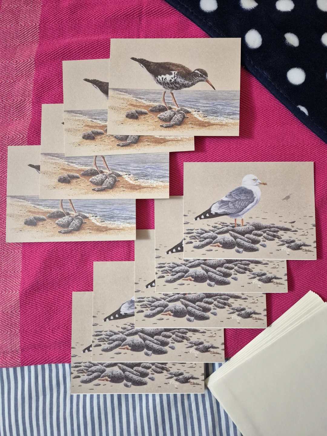9 Bird Cards by the Canadian Wildlife Federation NEW