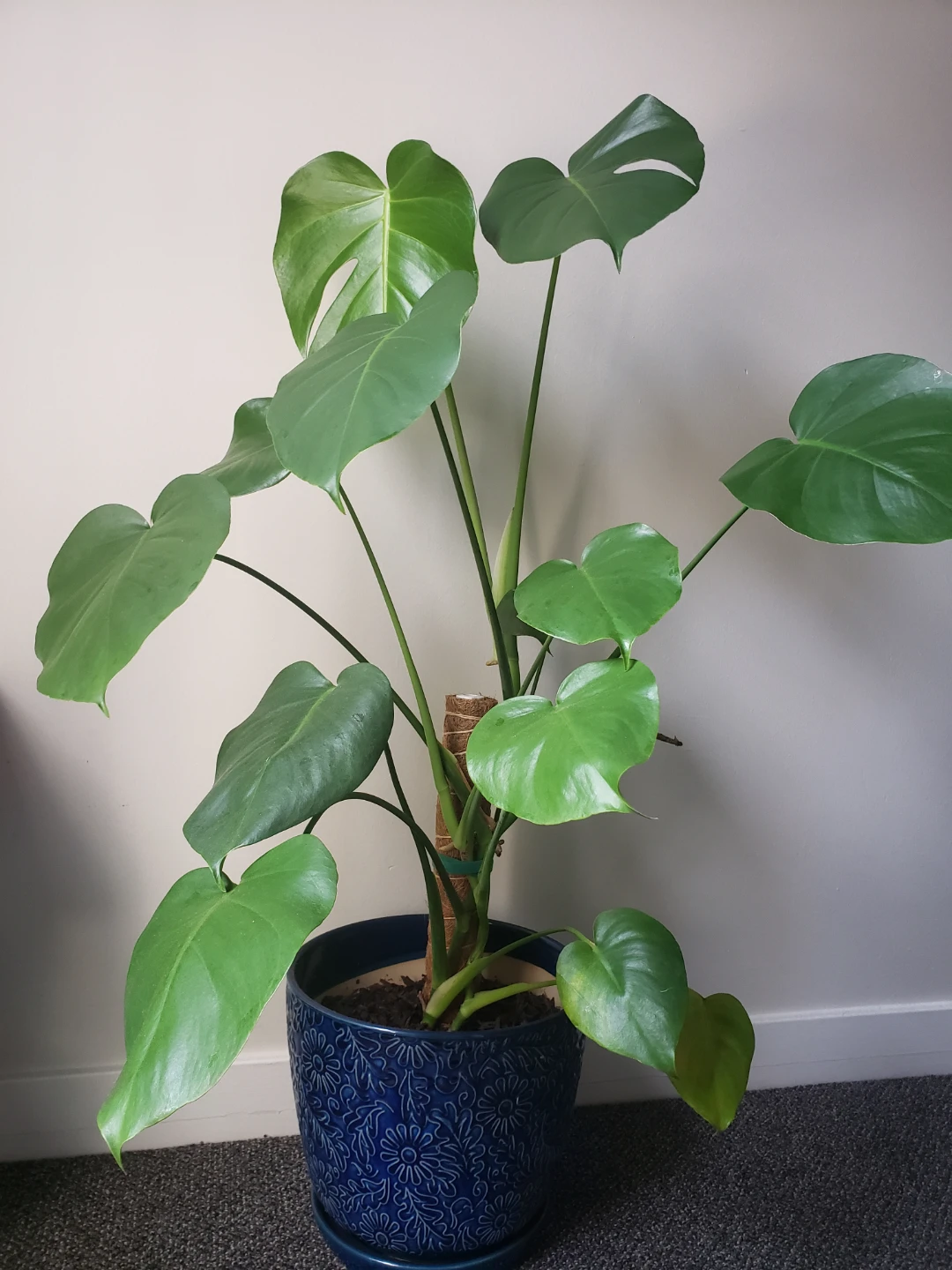 Monstera Deliciosa Plant in Blue Decorative Pot