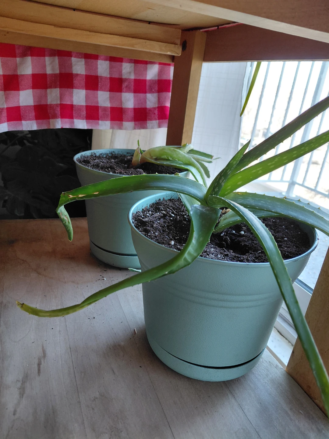 Aloe vera plants - photo 3