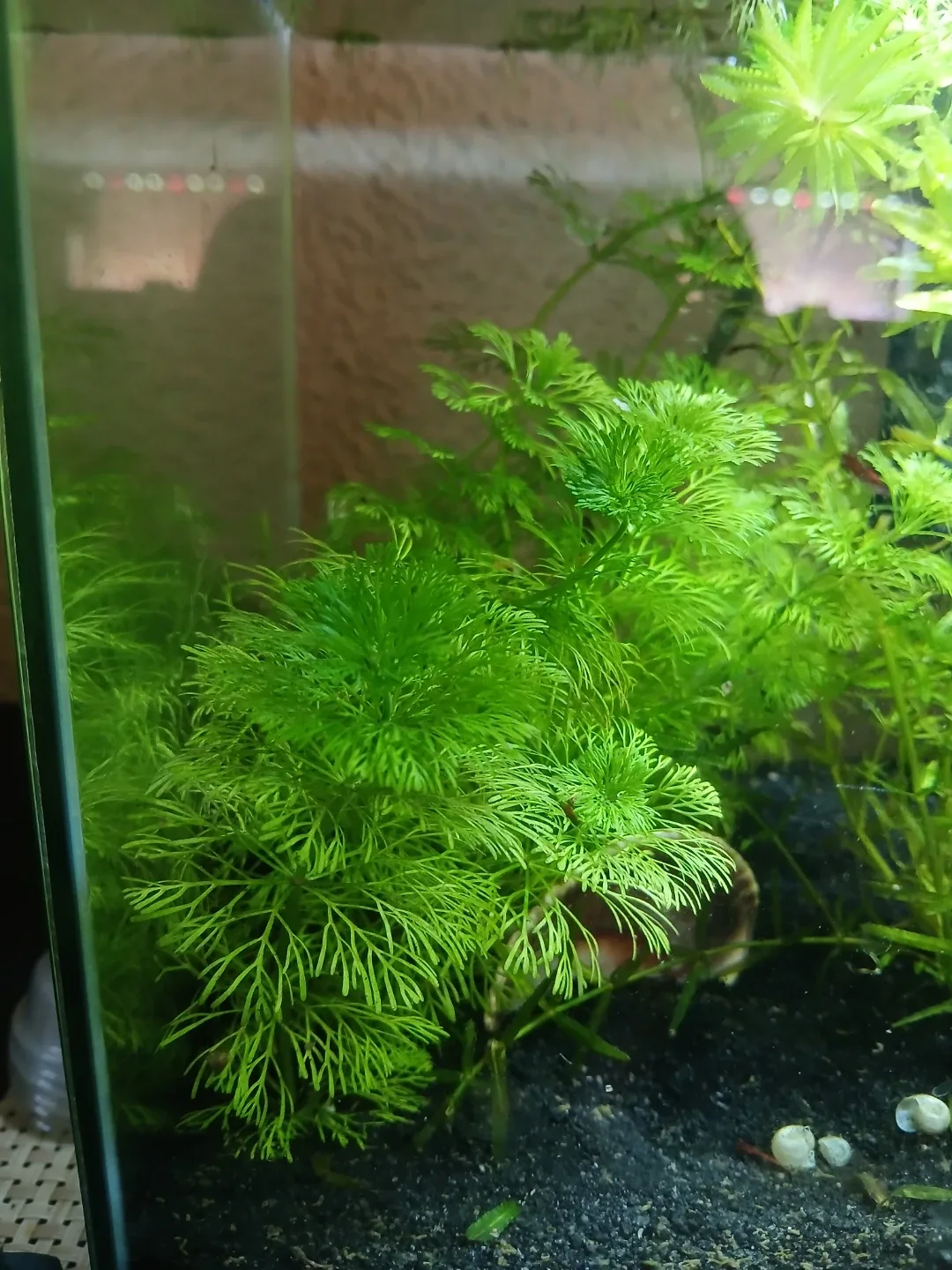 Freshwater Aquarium Plant Ambulia