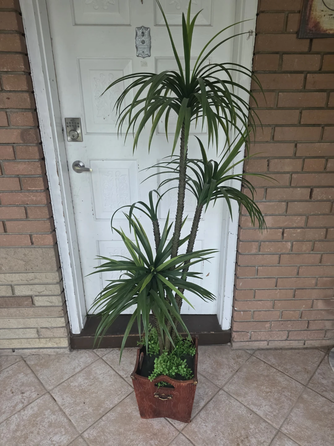 Artificial Dragon Tree Plant in Wooden Pot