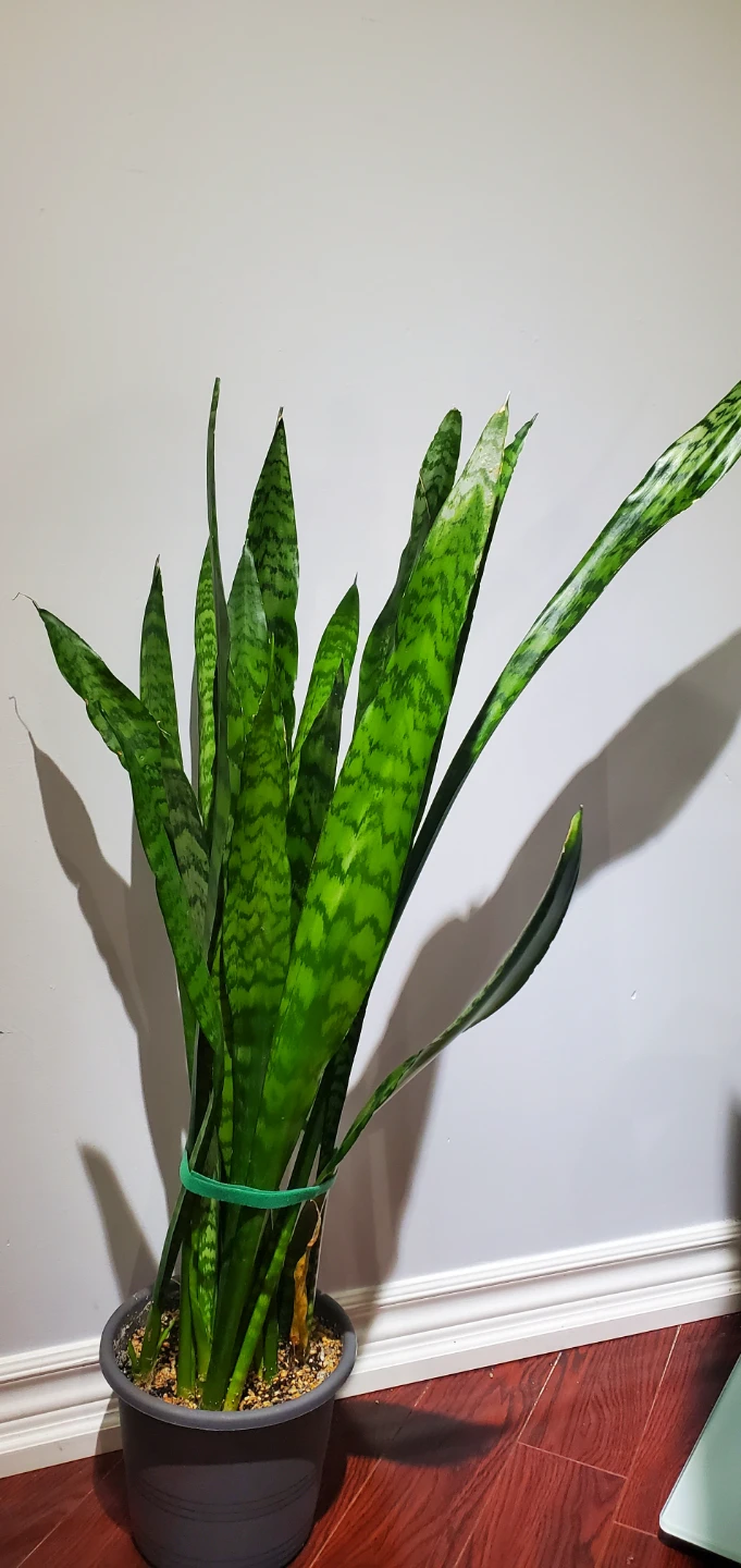 Snake Plant in Pot - photo 2