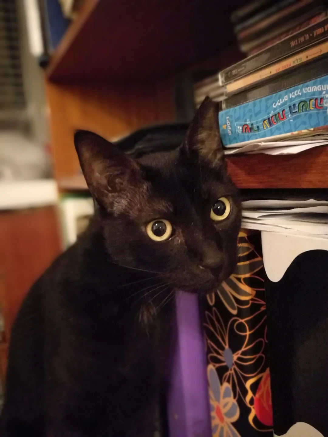 Christine's Cat Sitting Service (Serving ALL AREAS of Calgary) - photo 2