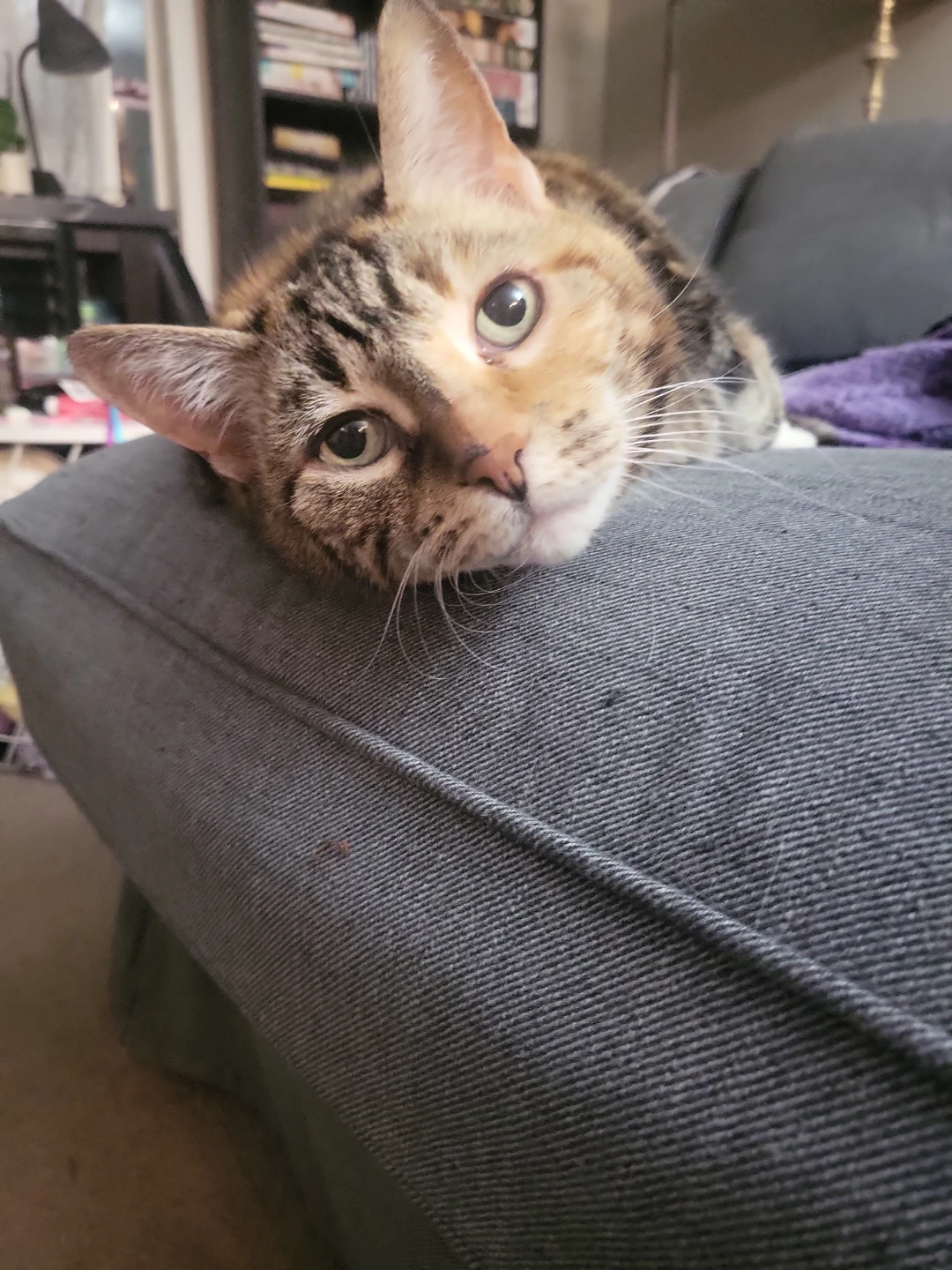 Christine's Cat Sitting Service (Serving ALL AREAS of Calgary) - photo 5