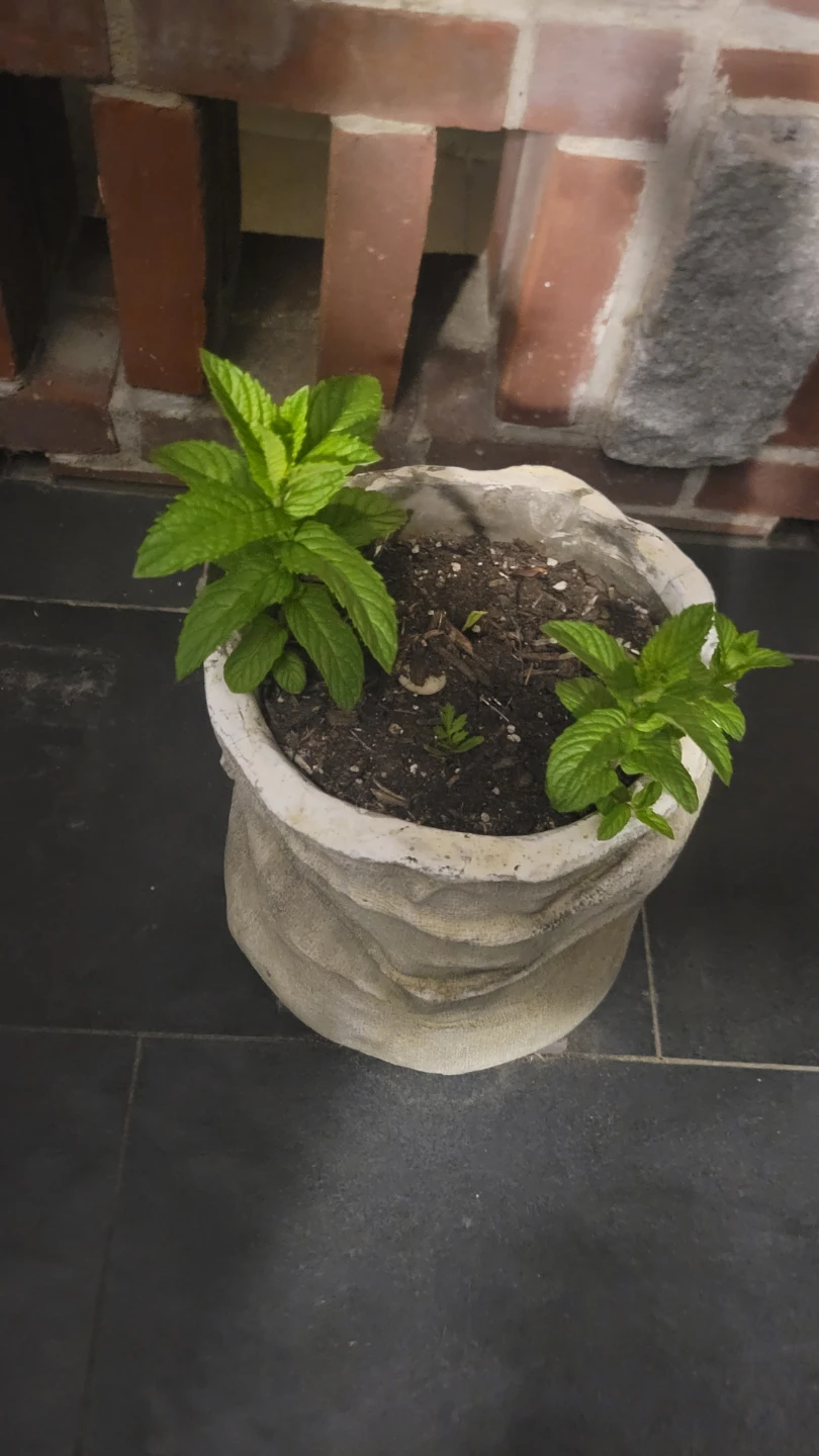Burlap-Style Planter Pot with Mint Plants