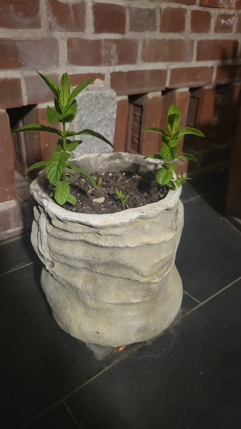 Burlap-Style Planter Pot with Mint Plants - photo 2