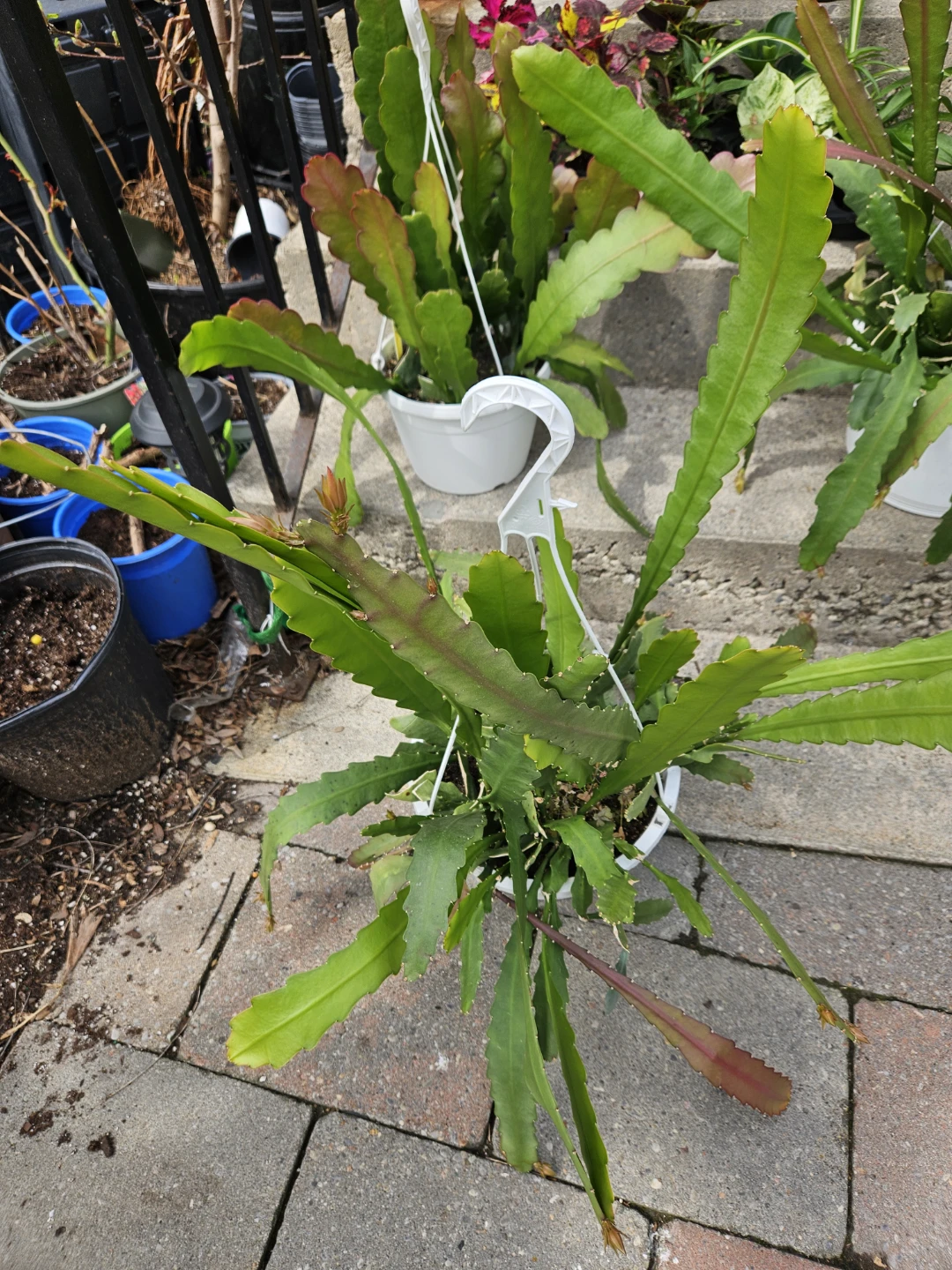 Flowering orchid   Cactus Plant in 10" hanging basket