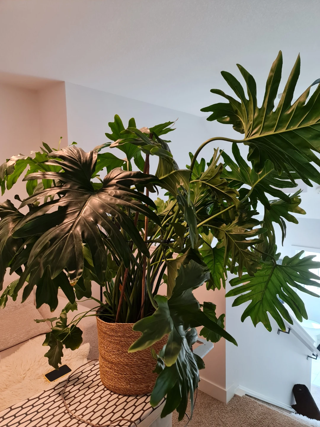 Large Monstera Deliciosa Plant in Woven Basket