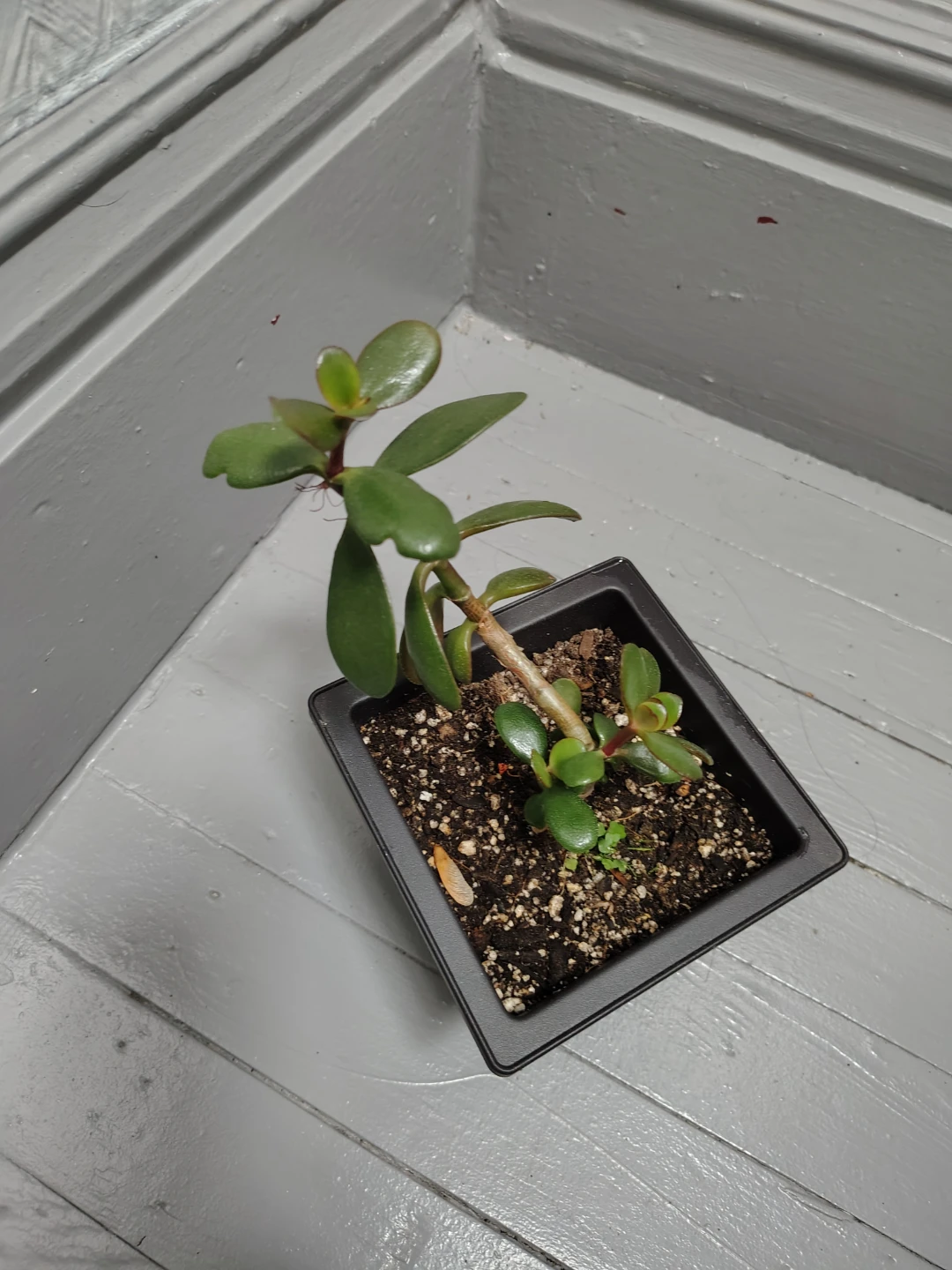 Jade Plant in Black Pot
