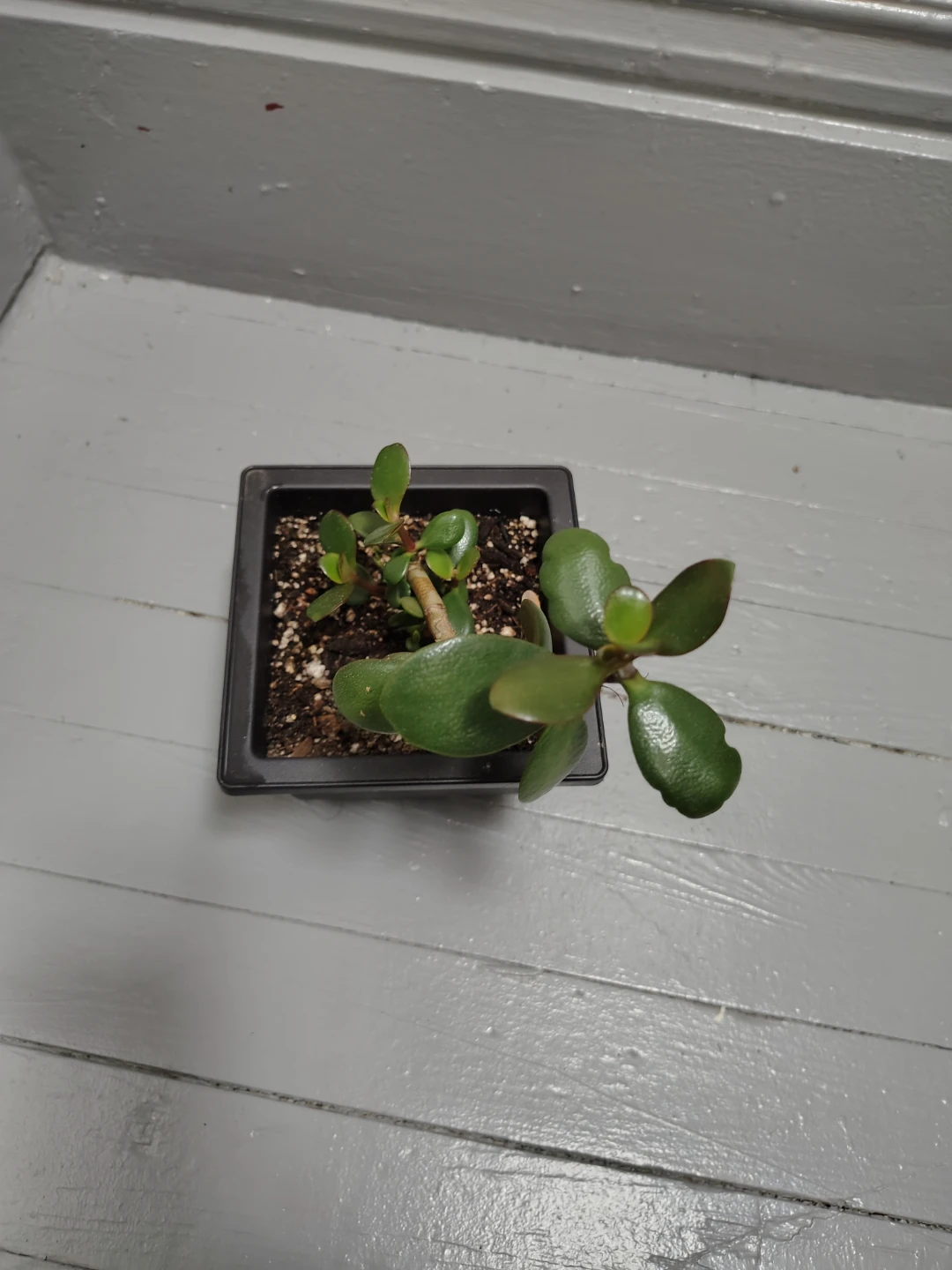 Jade Plant in Black Pot - photo 2