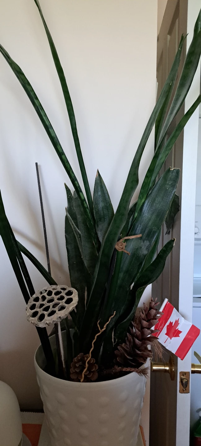 Snake Plant Arrangement with Decorative Accents