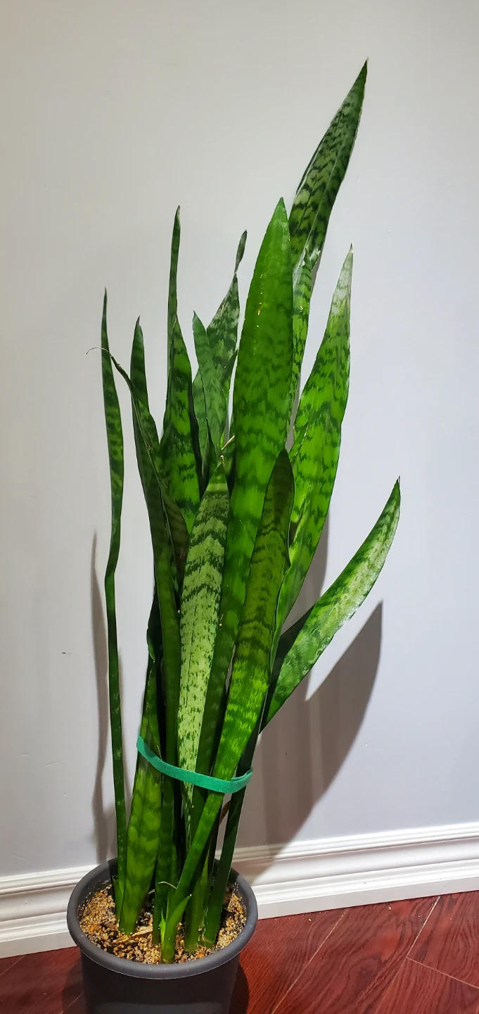 Snake Plant in Pot
