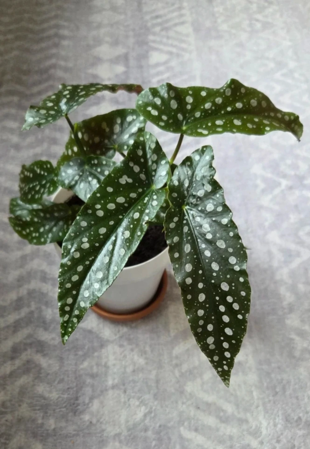 Polka Dot Begonia 🪴