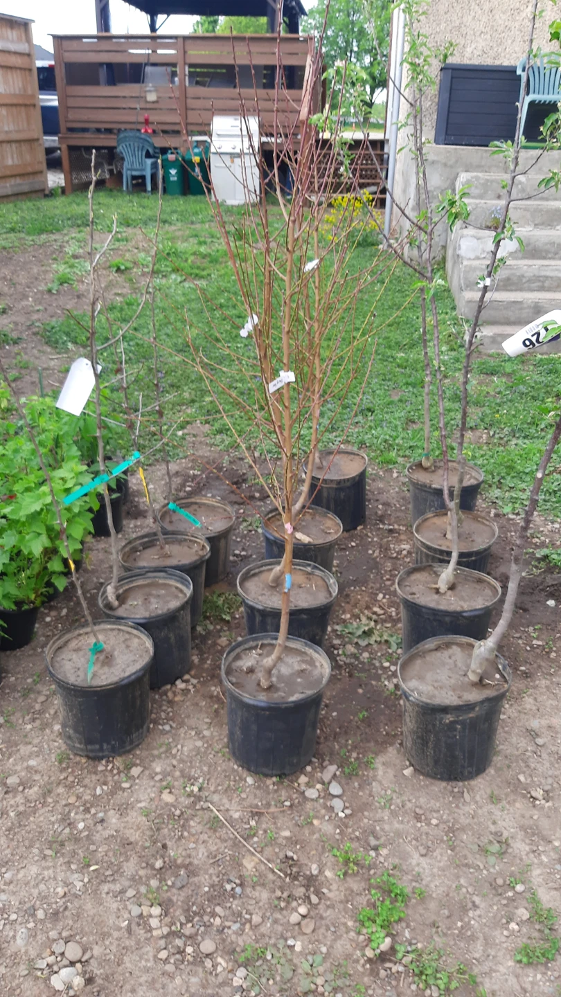 Blazing Star peach Tree Sapling