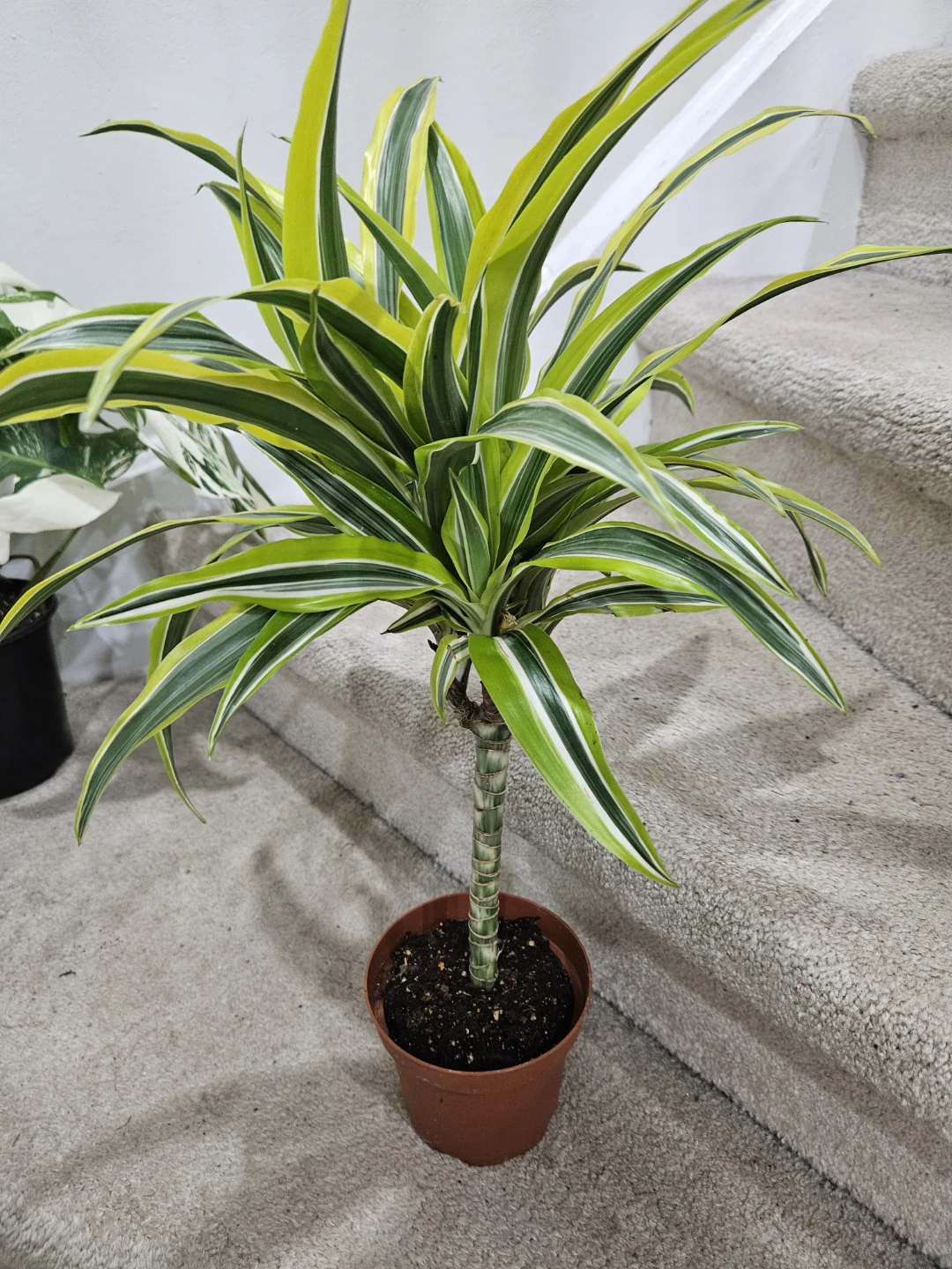 Dracaena Fragrans 'Lemon Surprise' Plant - photo 2