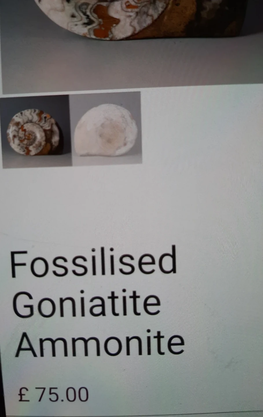 Fossilised Goniatiite Ammonite