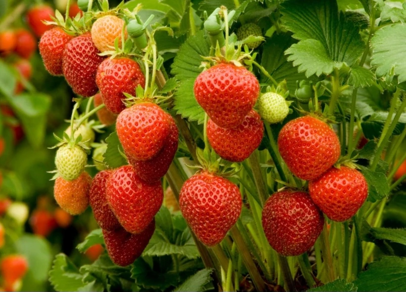 June bearing plants - photo 3