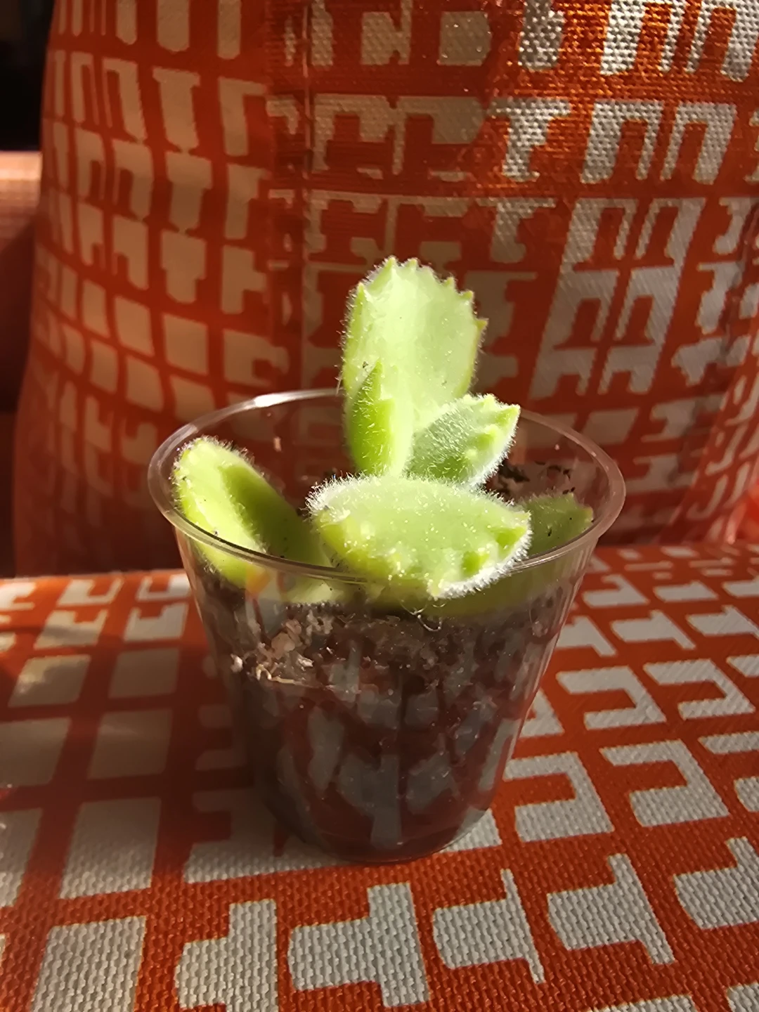 Bear Paw Succulent Plant