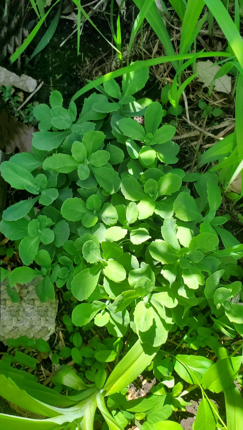 Sedum