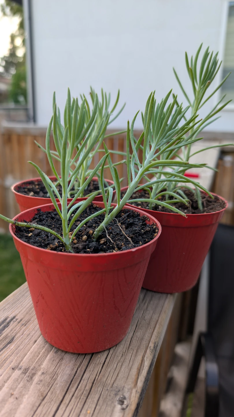 Blue Chalksticks Succulents for sale!