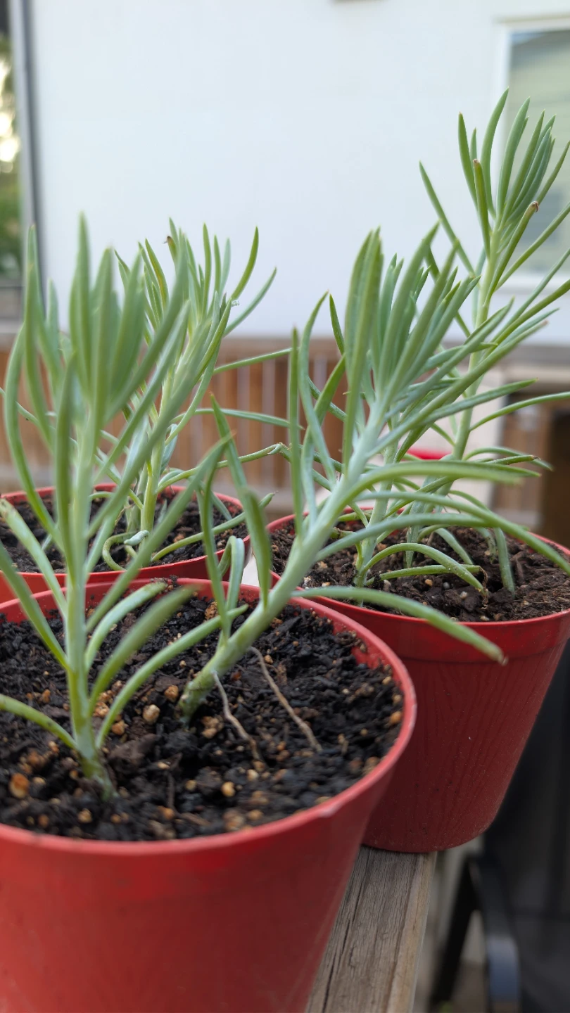 Blue Chalksticks Succulents for sale! - photo 3