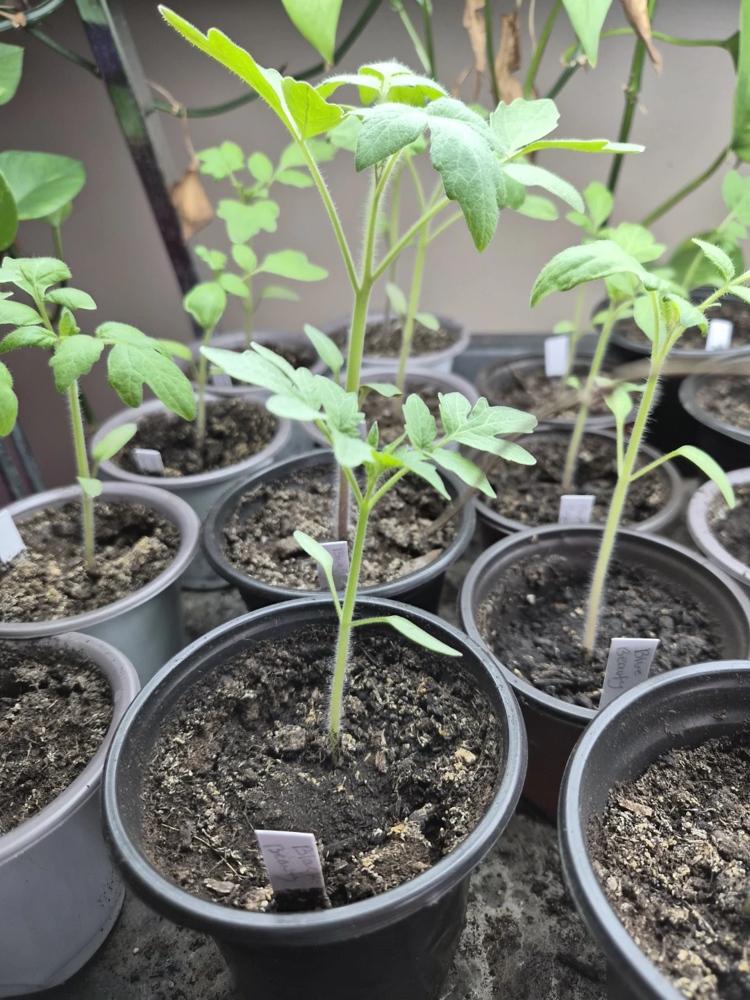Black & Blue Beauty Tomato Plants