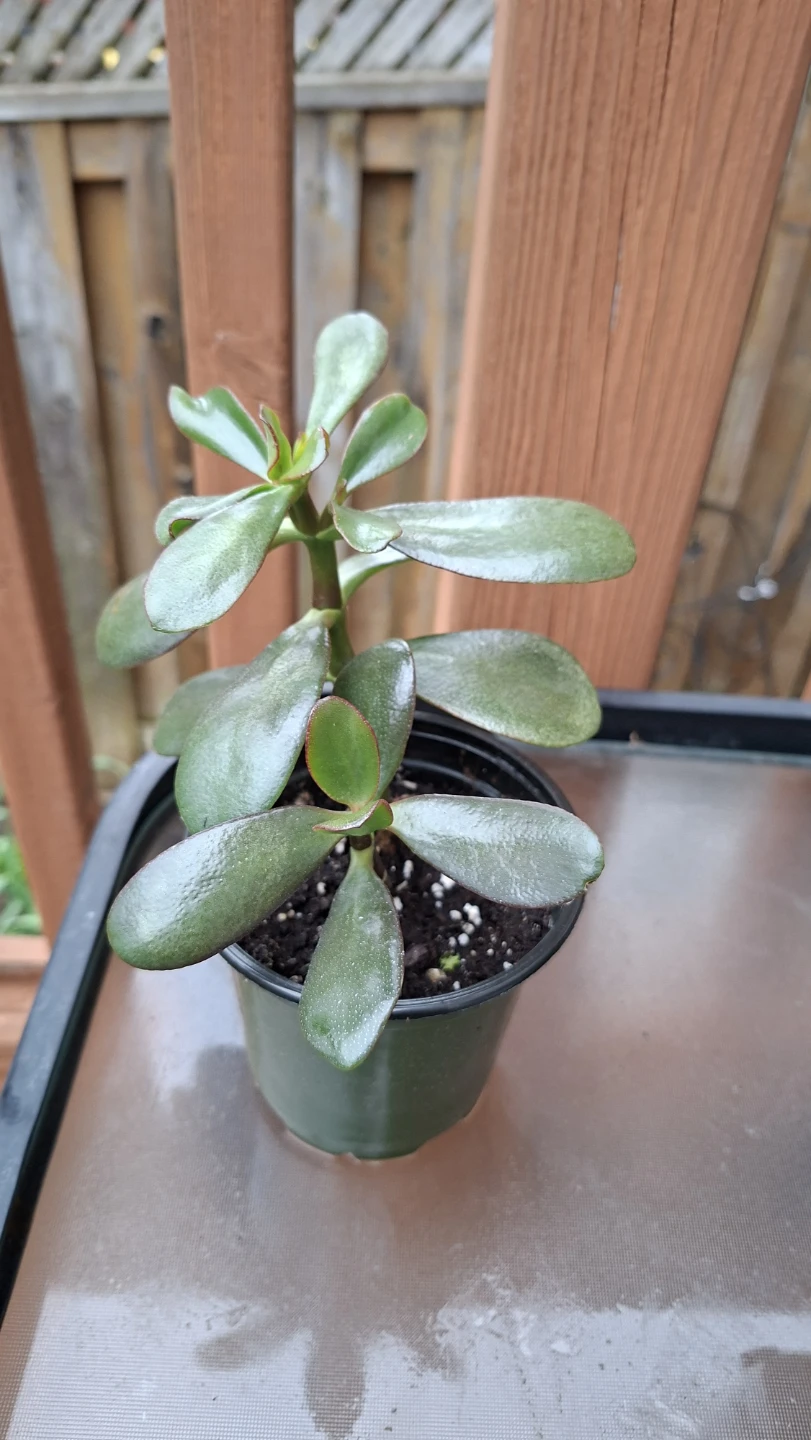 Jade Plant in Ceramic Green Pot - photo 3