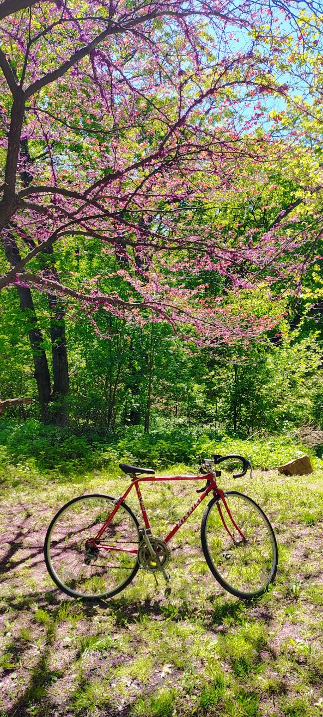 Nishiki Road Bike - photo 5
