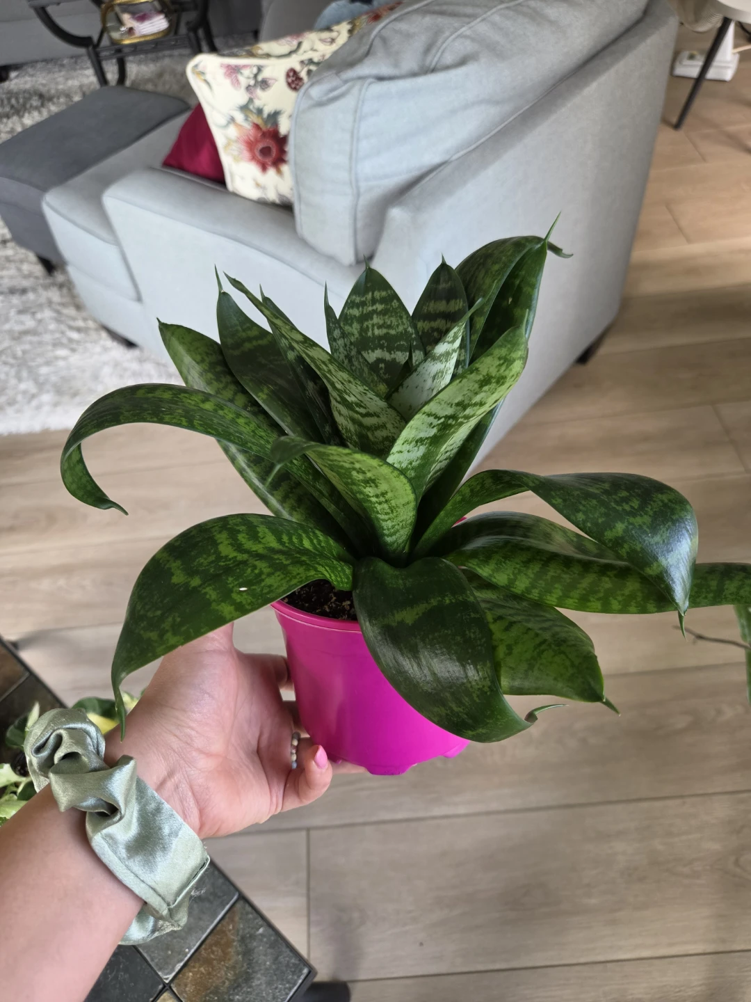 Snake Plant in Pink Pot