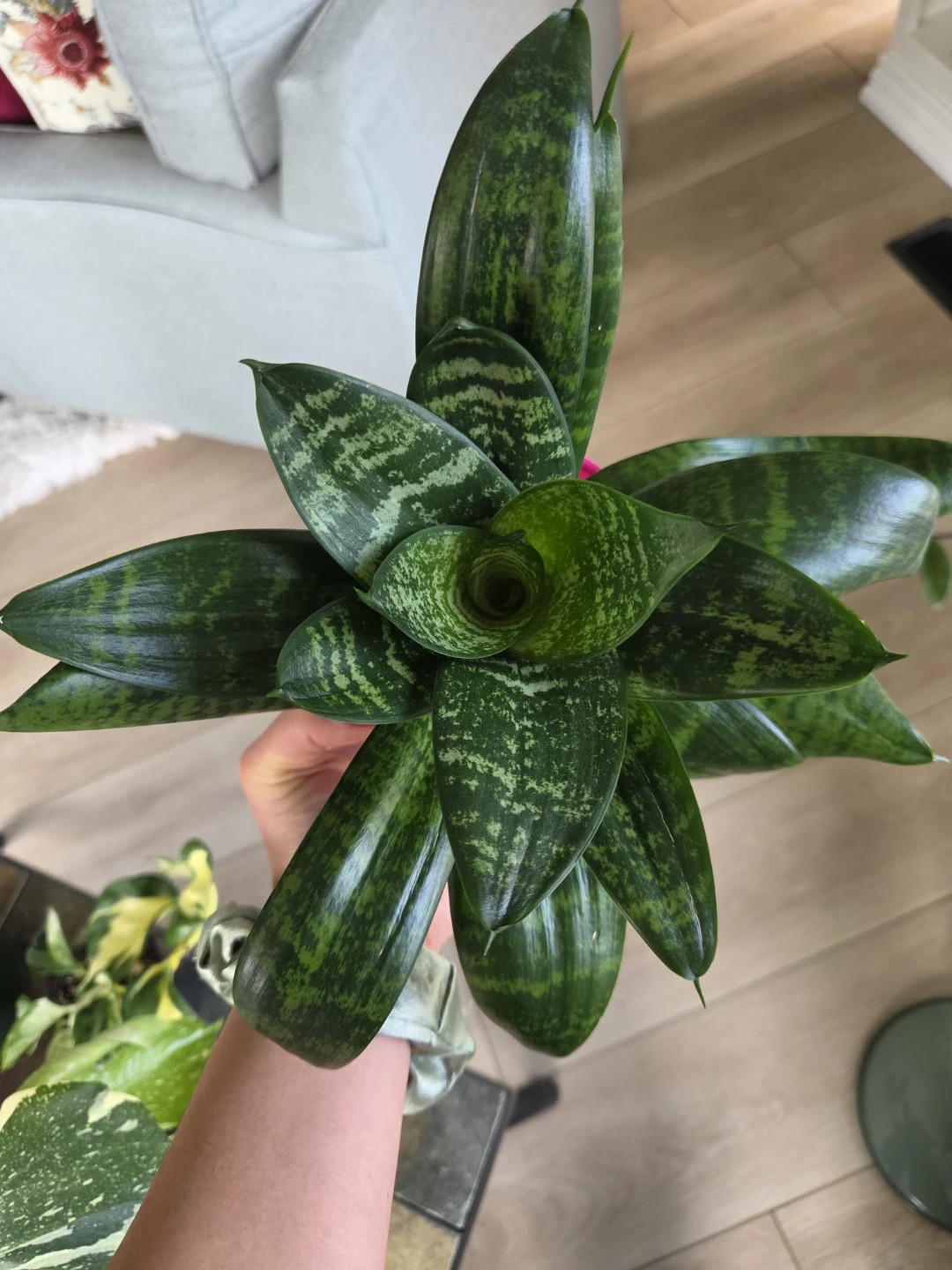 Snake Plant in Pink Pot - photo 2