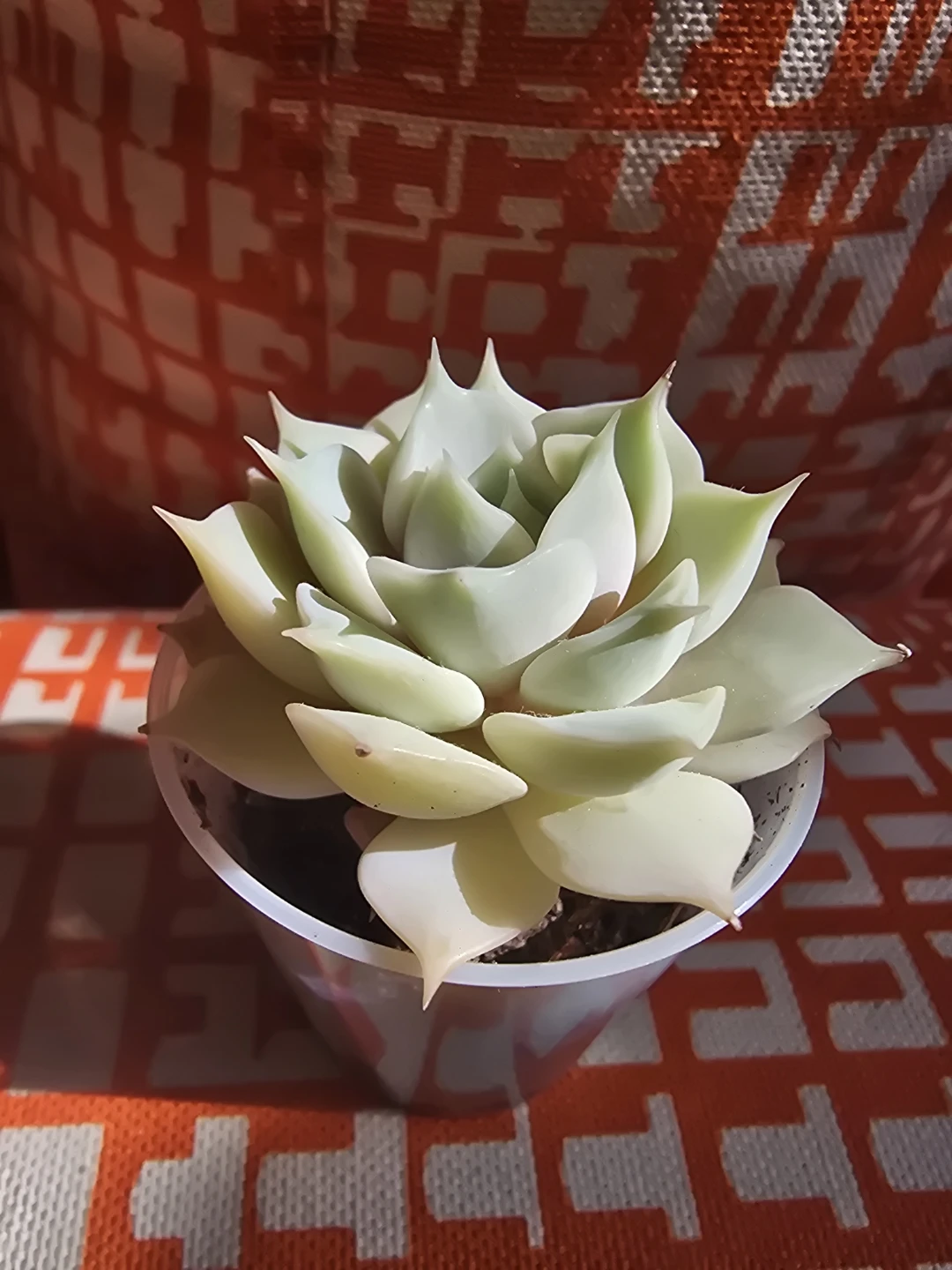 Echeveria Succulent Plant