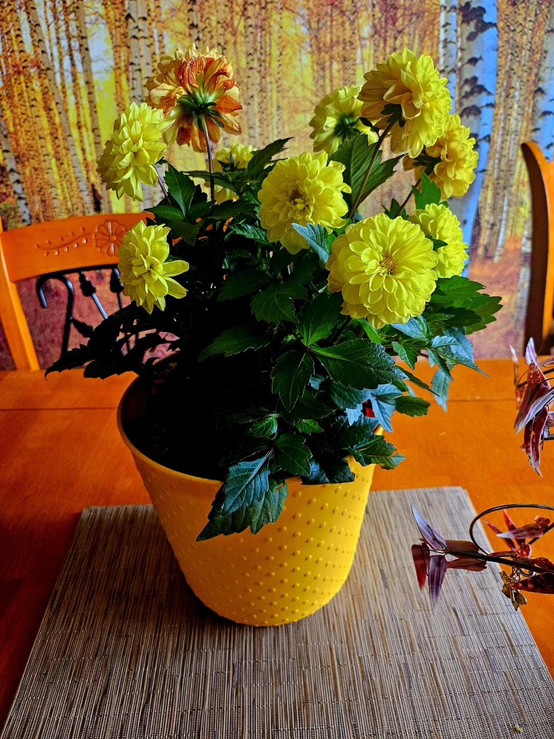 Beautiful Flowers