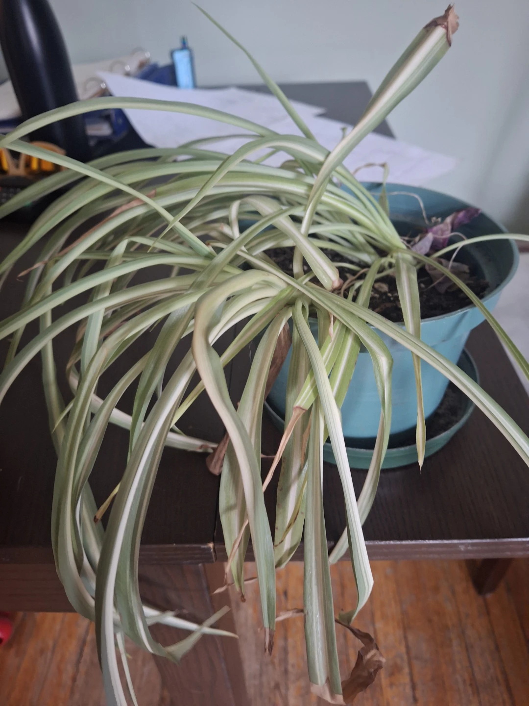 Spider Plant - photo 2