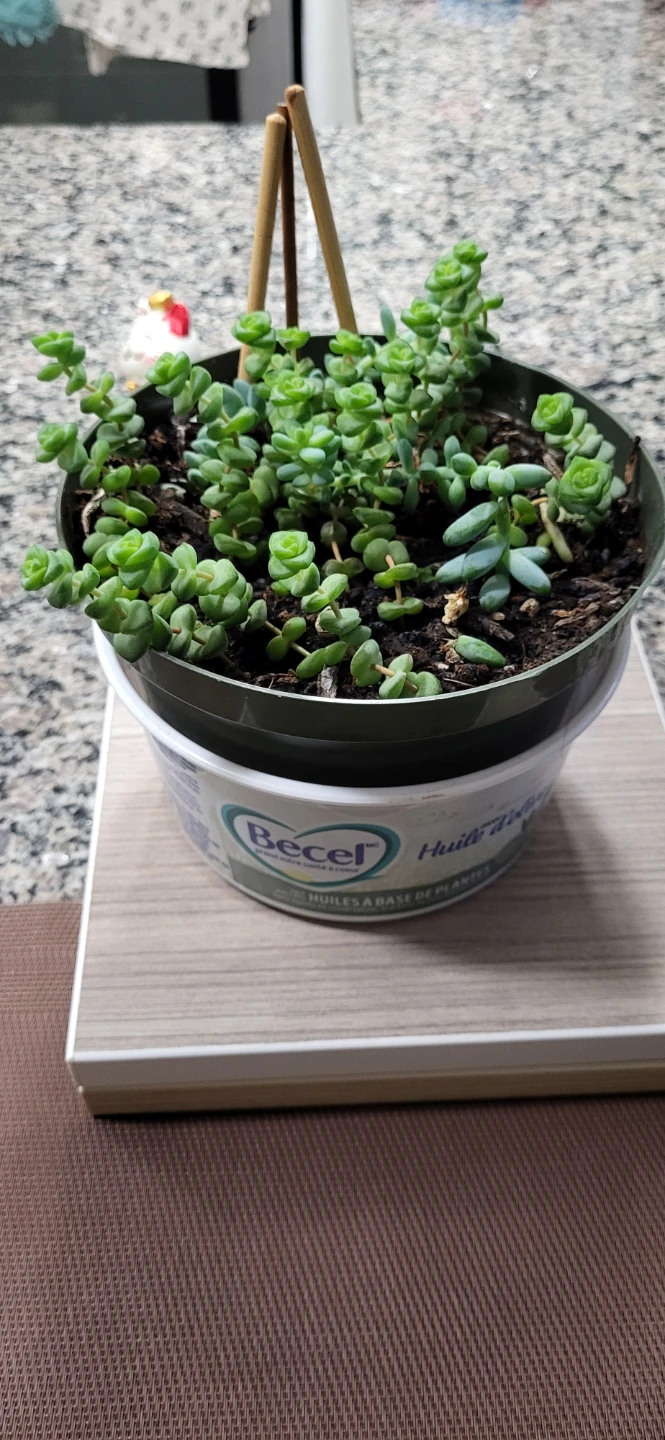 Crassula marinela & Burro's Tails - photo 2