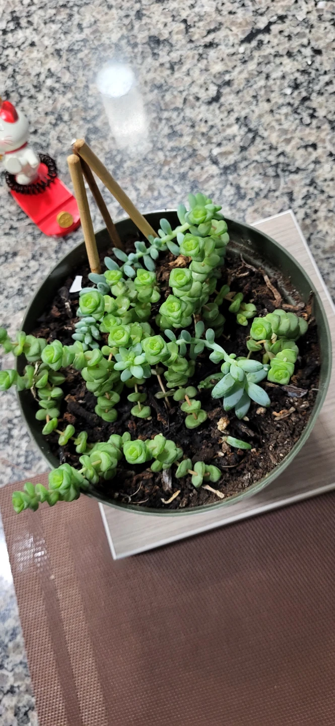 Crassula marinela & Burro's Tails - photo 4