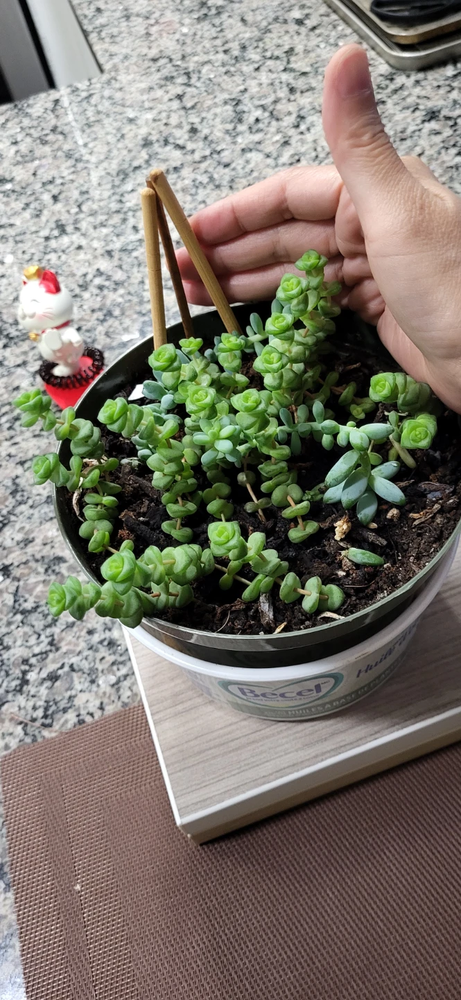 Crassula marinela & Burro's Tails - photo 5