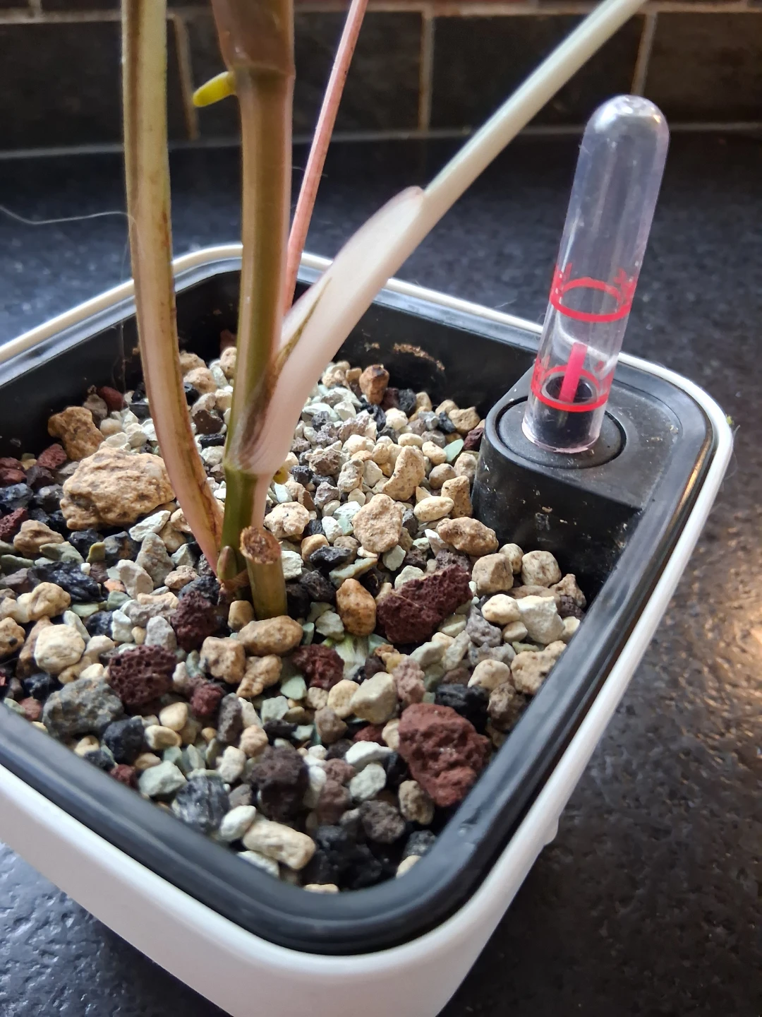 Syngonium Albo - photo 4