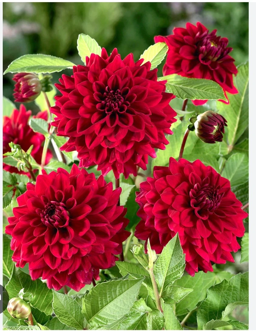 Dahlia Tubers for Sale