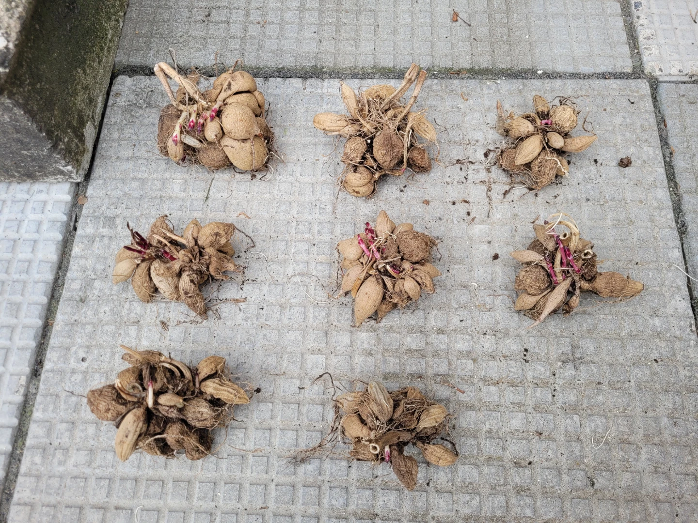 Dahlia Tubers for Sale - photo 2