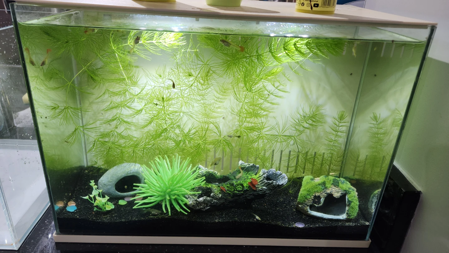 Aquarium with Filter System