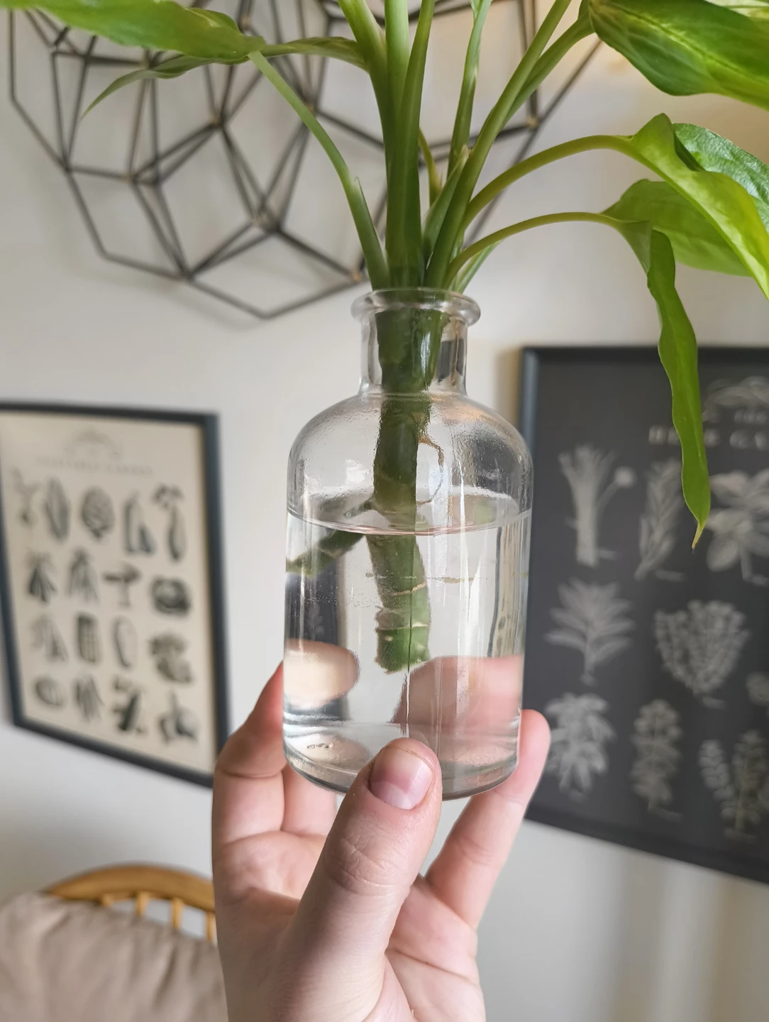 Dumb cane plant cuttings in water - photo 2