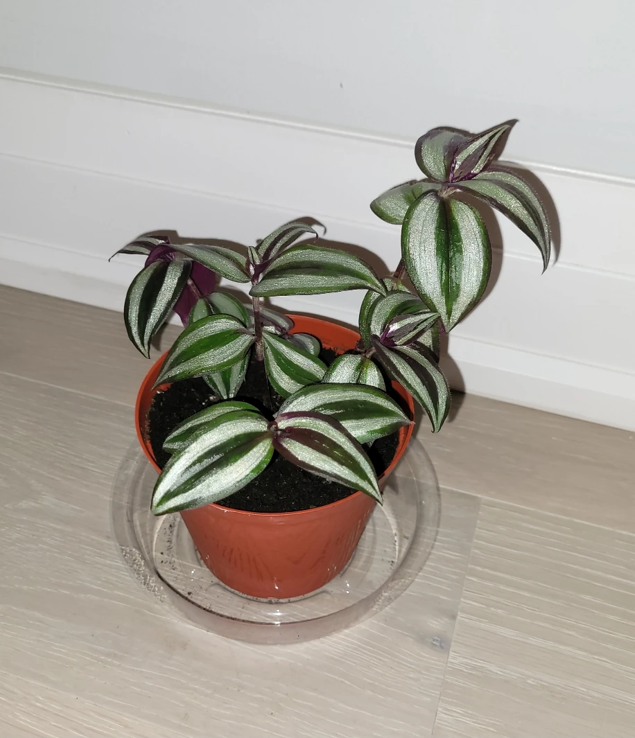 Silver Inch Plant